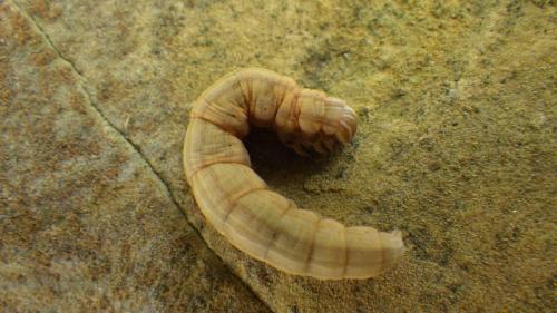 Réf. 239 042 : Euclidia glyphica