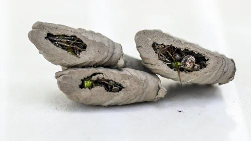 Sceliphron curvatum