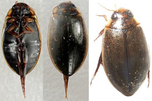 Rhantus suturalis