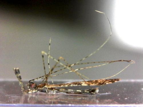 Empicoris tabellarius