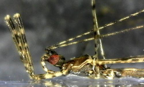 Empicoris tabellarius