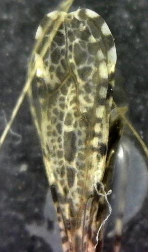 Empicoris tabellarius