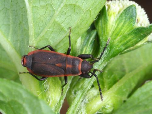 Scantius forsteri