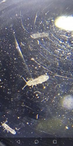 Folsomia sp.