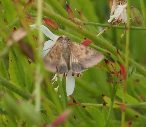 Helicoverpa armigera
