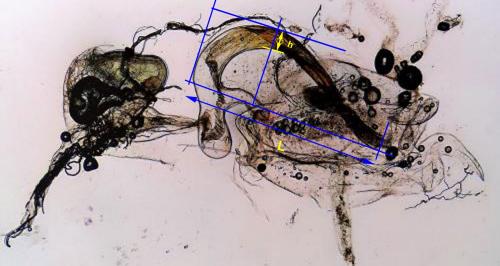 Stenoptilia sp.
