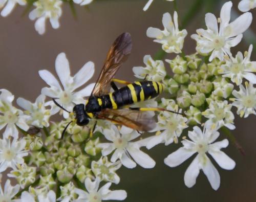 Tenthredo (marginella-thompsoni)