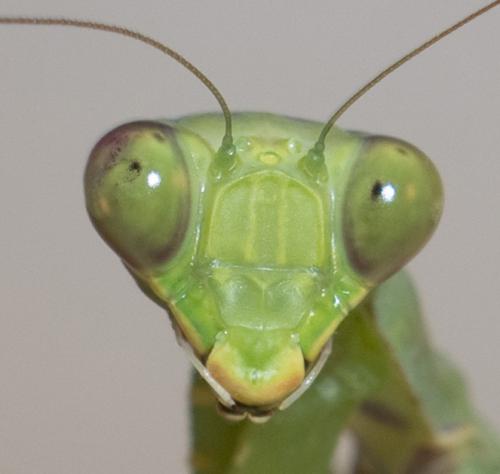 Hierodula patellifera
