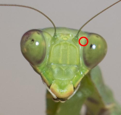 Hierodula patellifera