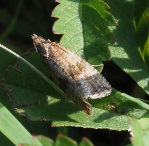 Réf. 239 508 : Celypha striana