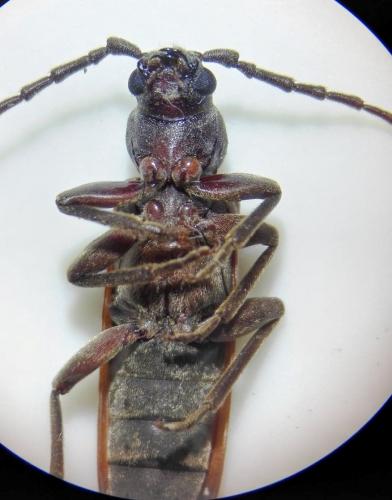 Réf. 239 393 : Arhopalus rusticus