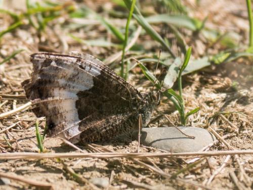 Réf. 239 120 : Hipparchia sp.