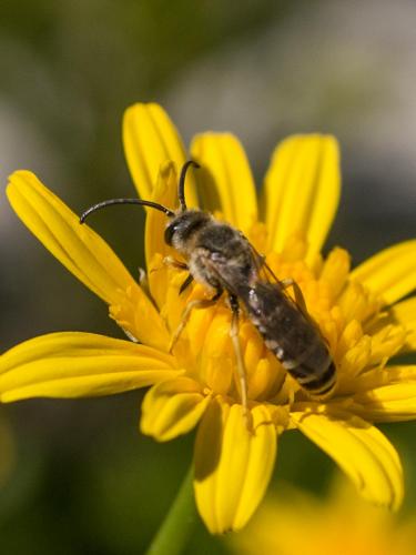 Réf. 239 521 : Halictus fulvipes