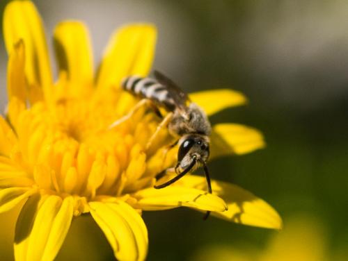 Réf. 239 520 : Halictus fulvipes