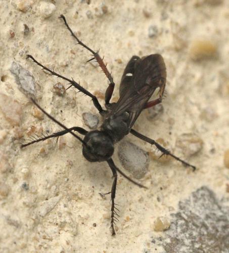 Episyron gallicum