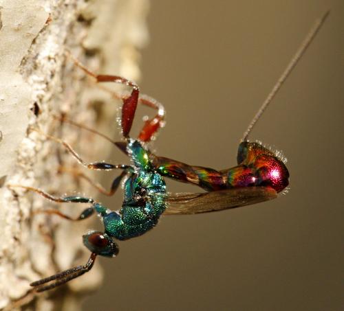 Torymus calcaratus