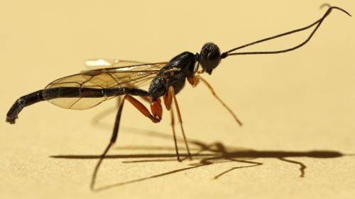 Neoxorides nitens