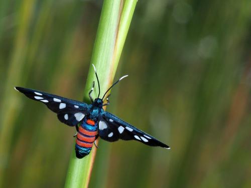 Amata sp.