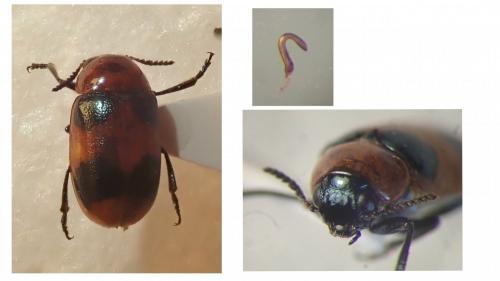 Réf. 239 130 : Coptocephala linnaeana