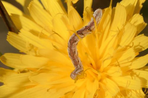 Eupithecia sp.