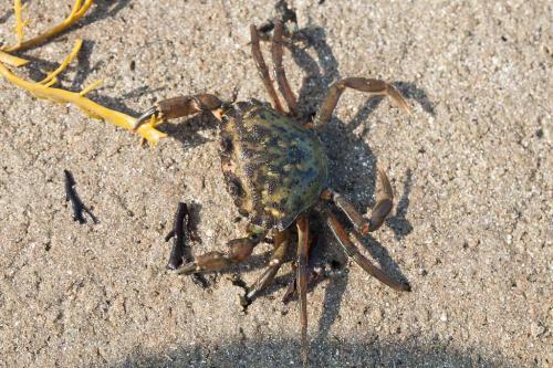 Réf. 239 687 : Carcinus maenas
