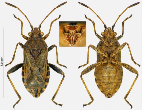 Réf. 239 919 : Stictopleurus crassicornis