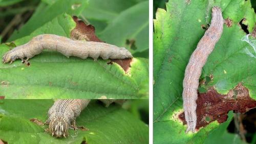 Réf. 239 280 : Dysgonia algira