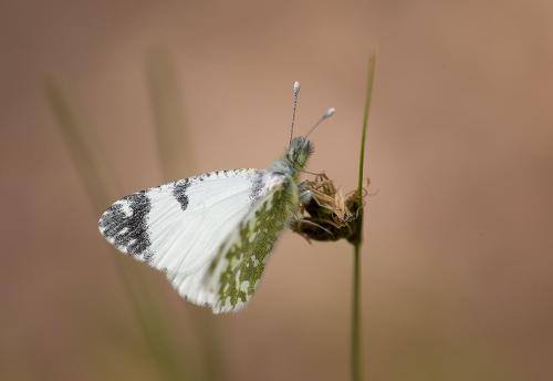 Euchloe insularis