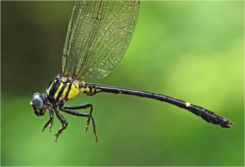 Réf. 239 358 : Heliogomphus sp.