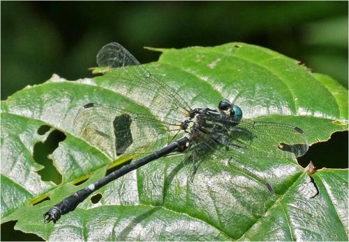 Heliogomphus sp.