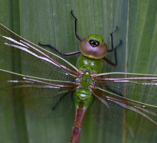 Anax junius