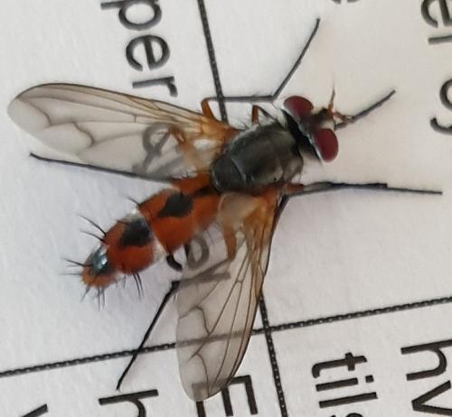 Réf. 239 858 : Mintho sp.