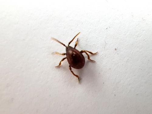 Gibbium sp.