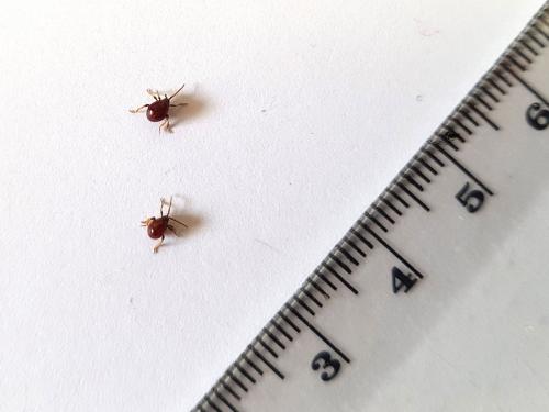 Réf. 239 768 : Gibbium sp.