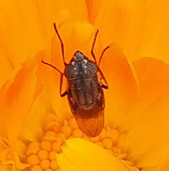 Stomorhina lunata