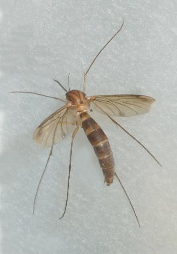 Réf. 239 136 : Keroplatus reaumurii