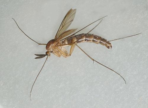 Réf. 239 141 : Keroplatus reaumurii