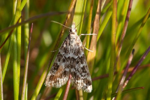Eudonia sudetica