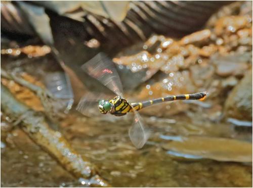 Megalogomphus sommeri