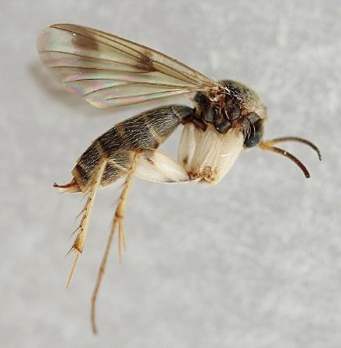 Dynatosoma fuscicorne