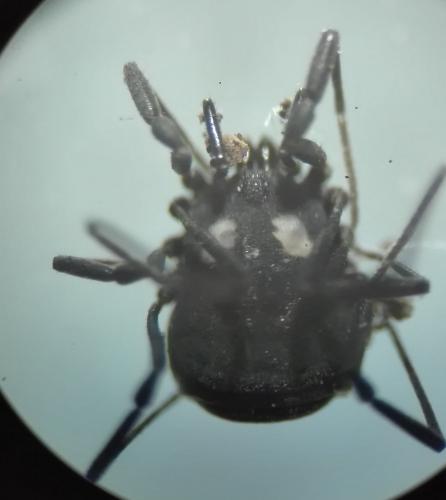 Réf. 239 237 : Nemastoma lugubre