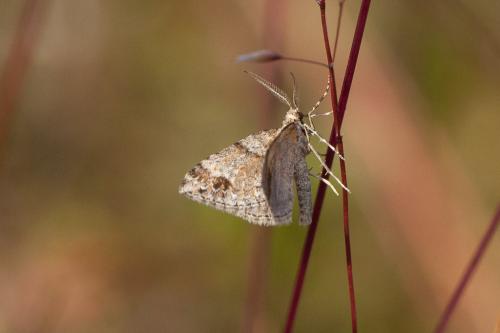 Réf. 239 733 : Mesotype didymata