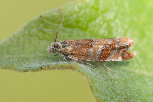 Epinotia cruciana