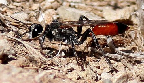 Prionyx sp.