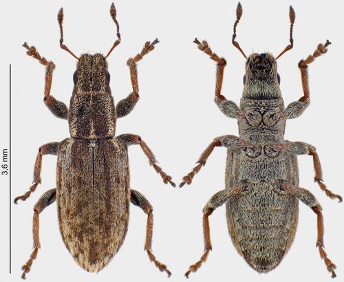 Sitona discoideus