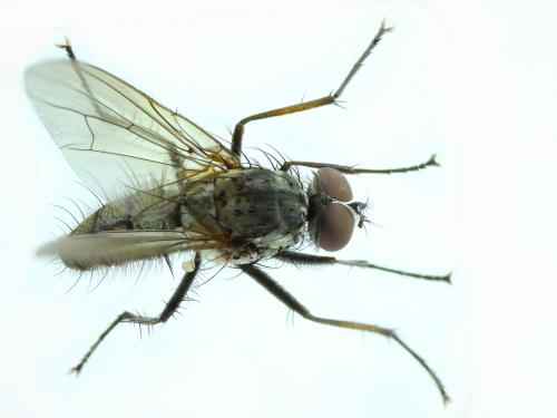 Hylemya vagans