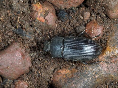 Zidalus sp.