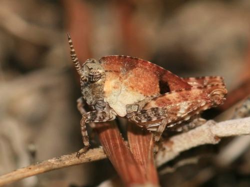 Tetrix sp.