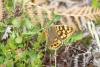 239616 – Photo : florent besson – France (64)