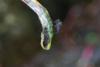 239936 – Photo : Alexandre GIUSTI – France (07)